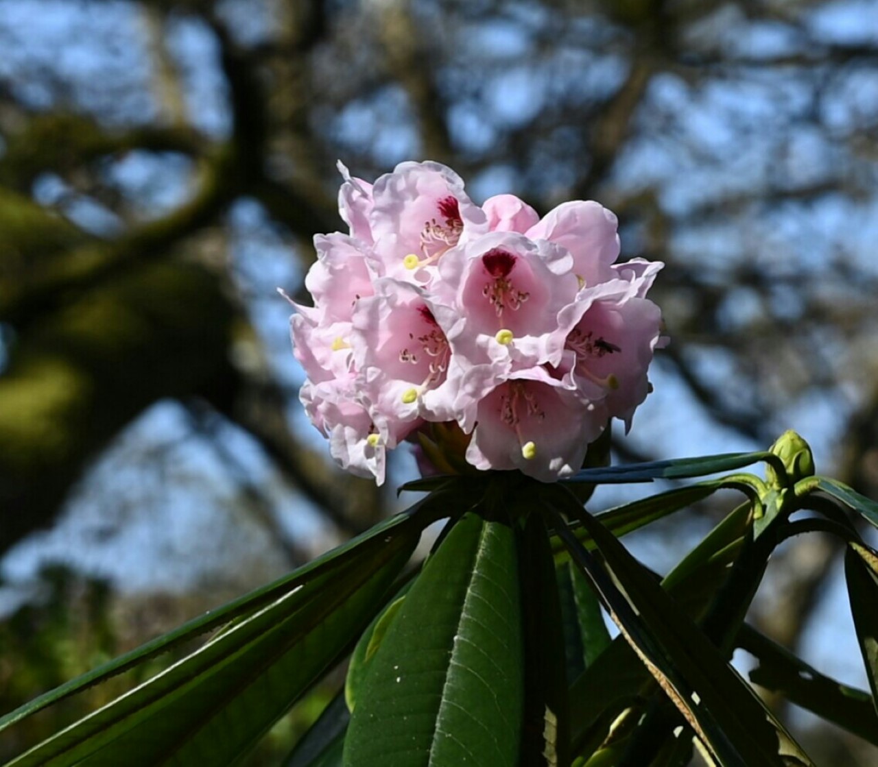 R. asterochnoum